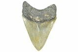 Serrated, Fossil Megalodon Tooth - North Carolina #363744-2